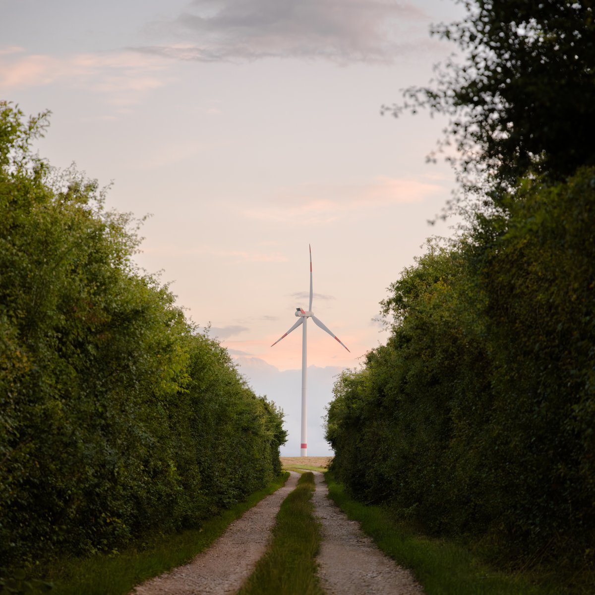 wind turbine at end of rural path between green hedges